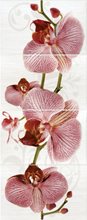 Пано Орхидея 40*100