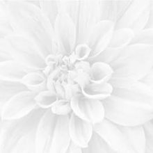 Панно SIGMA Crisantemo из 3-х шт  60х60